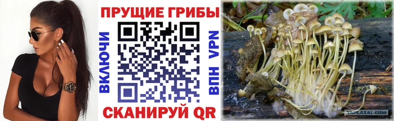 Псилоцибиновые грибы прущие грибы  Астрахань 